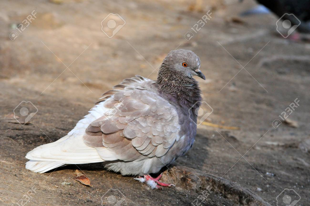 シュタイフ☆Woolen Pigeon 6㎝ オールIDs完品☆ぽんぽん鳩/ハト
