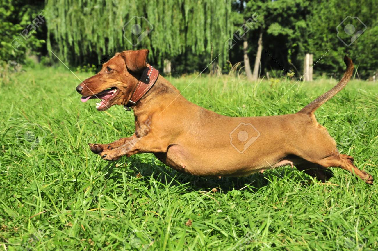 red smooth dachshund