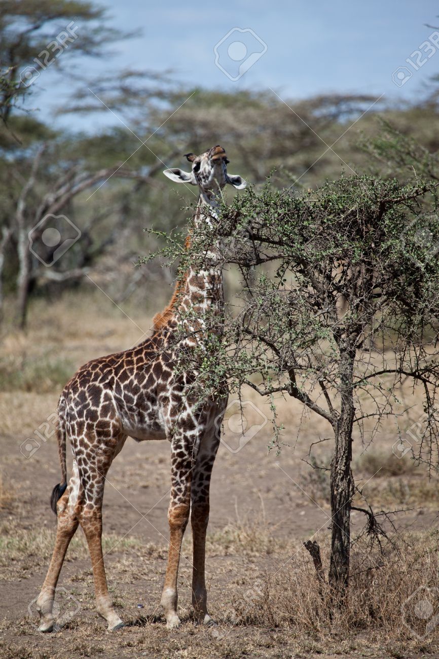 A Juvenile Giraffe Eats From The Leaves Of An Acacia Tree Serengeti  National Park, Tanzania Stock Photo, Picture and Royalty Free Image. Image  16155813., image size:866x1300