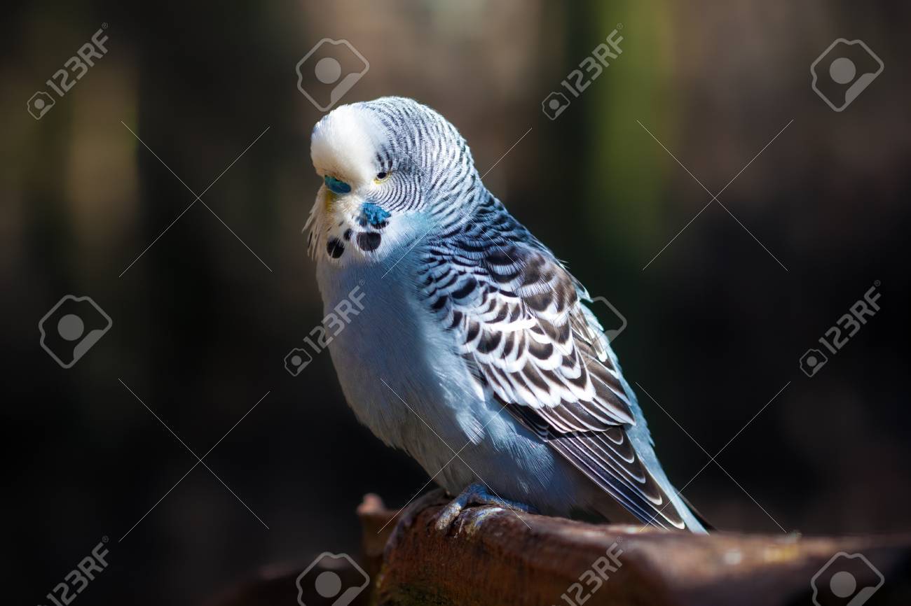 青いセキセイインコ ジアルディア枝の上に座って の写真素材 画像素材 Image 青いセキセイインコ ジアルディア枝の上に座って の写真素材 画像素材 Image