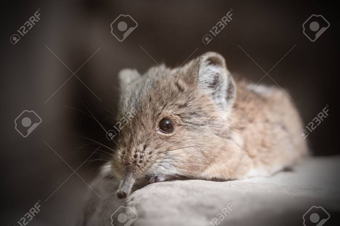 短い耳のハネジネズミ Macroscelides Proboscideus のクローズ アップ の写真素材 画像素材 Image 短い耳のハネジネズミ Macroscelides Proboscideus のクローズ アップ の写真素材 画像素材 Image