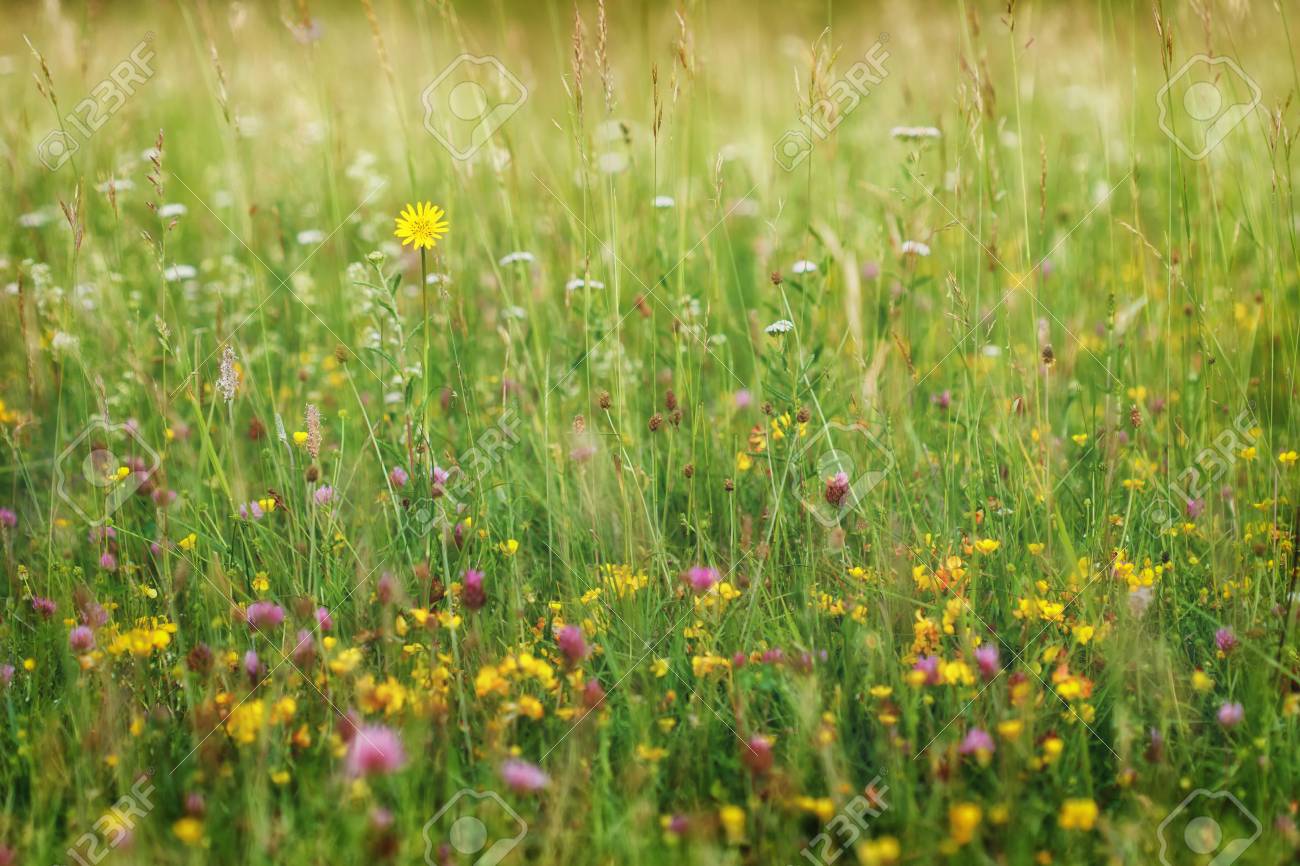 grass field with flowers flower las vegas summer meadow grass field with colorful flowers nature background concept soft focus meadow grass field with colorful flowers nature background grass field with flowers flower las vegas summer meadow grass field with colorful flowers nature background concept soft focus meadow grass field with colorful flowers nature background