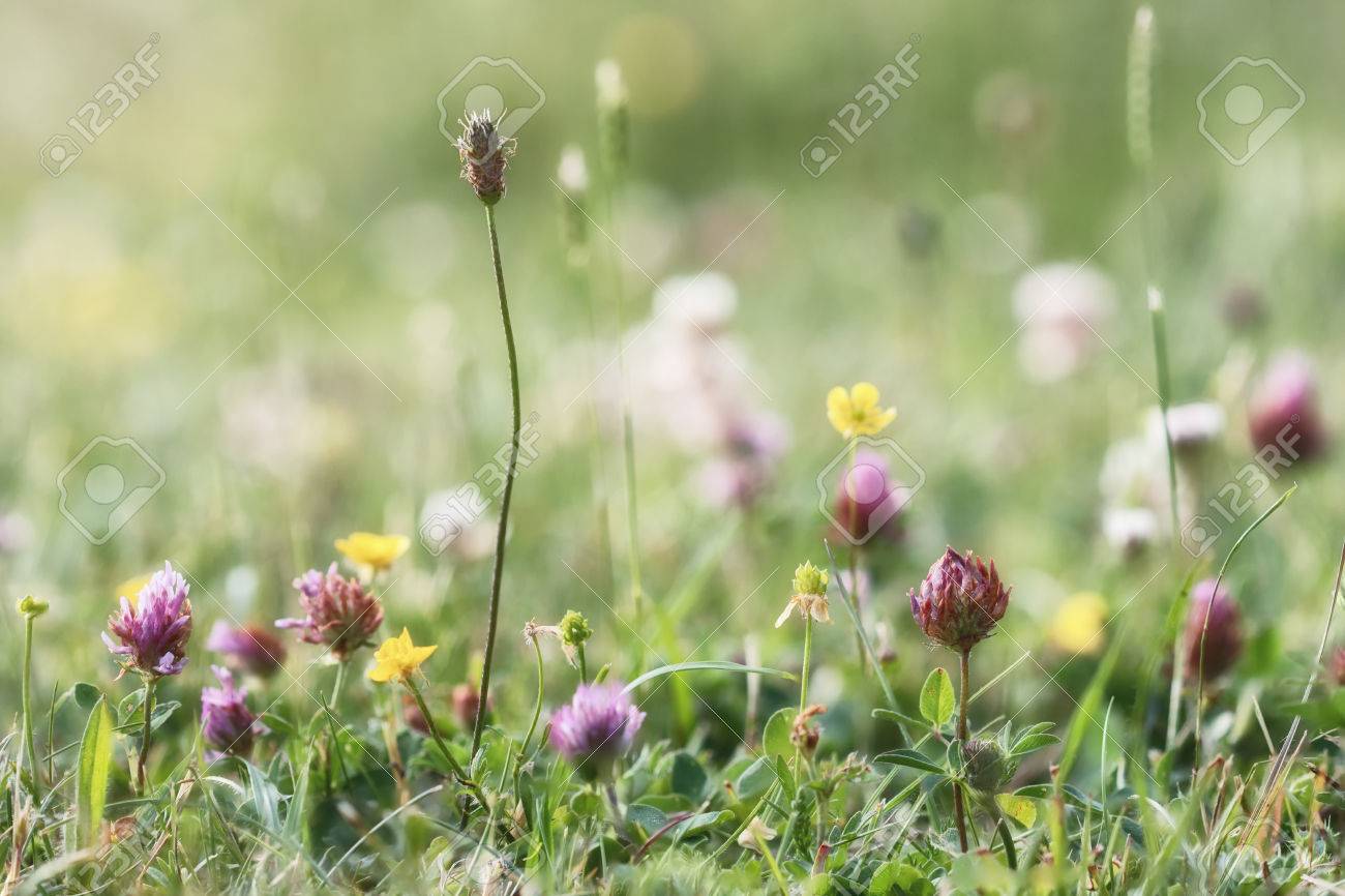 rasenfläche hintergrund mit blumen wilden blumen sommerwiese rasenfläche mit bunten blumen naturhintergrundkonzept weichzeichnung warme pastelltöne standard mit bunten naturhintergrundkonzept rasenfläche hintergrund mit blumen wilden blumen sommerwiese rasenfläche mit bunten blumen naturhintergrundkonzept weichzeichnung warme pastelltöne standard mit bunten naturhintergrundkonzept