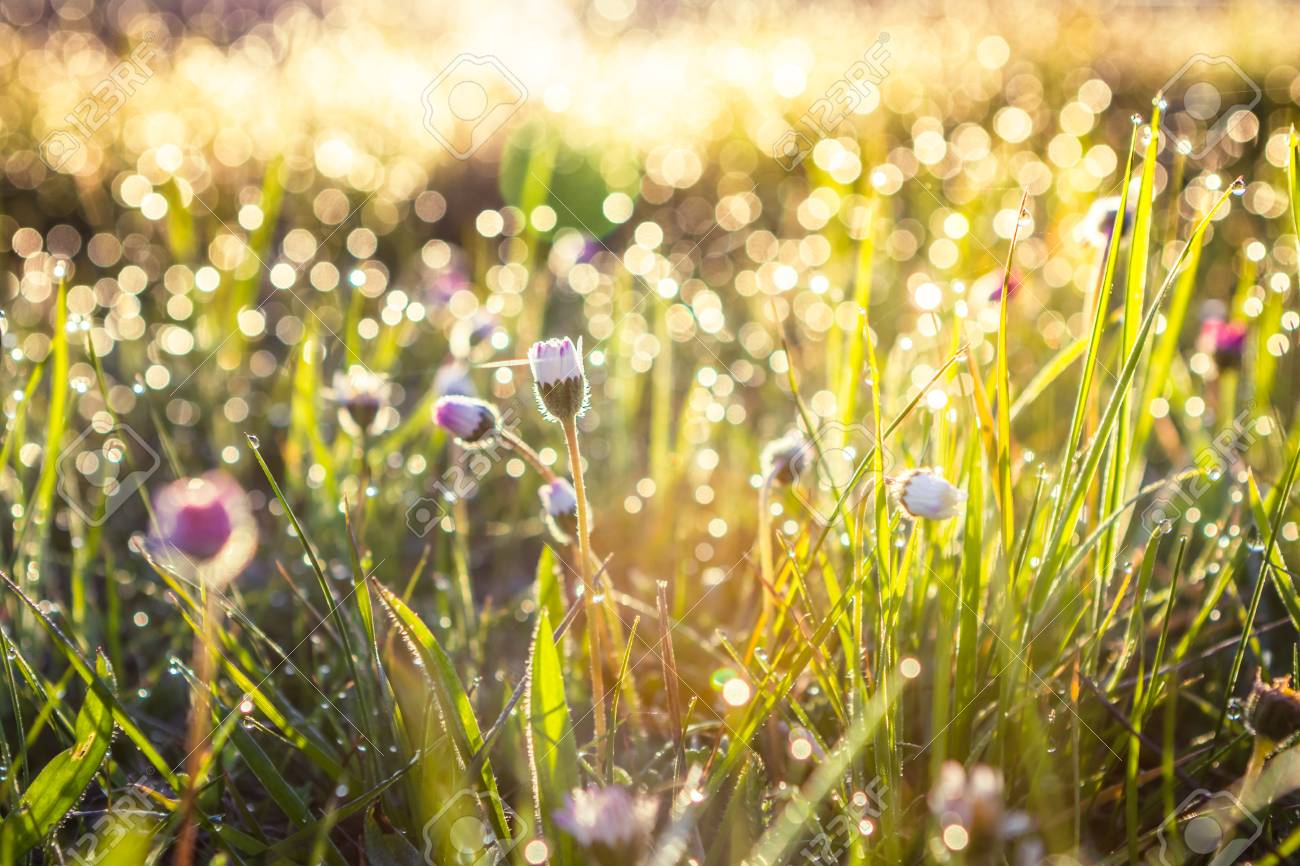 grass field with flowers summer summer grass field with flowers abstract background concept soft focus bokeh warm grass field with flowers abstract background concept grass field with flowers summer summer grass field with flowers abstract background concept soft focus bokeh warm grass field with flowers abstract background concept