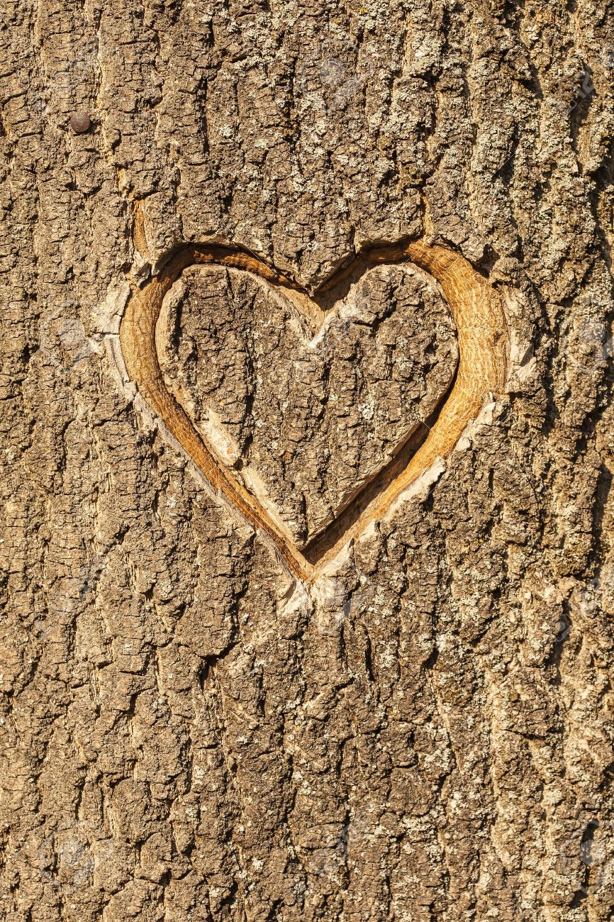 сердечко вырезанное на дереве. сердечко вырезанное на дереве. надписи вырезанные на дереве. надписи вырезанные на дереве. надписи вырезанные на дереве.