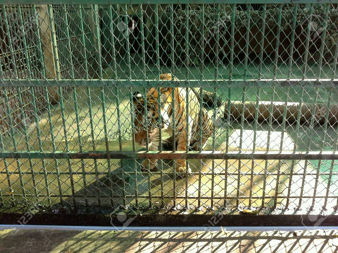 tiger in tiger cage