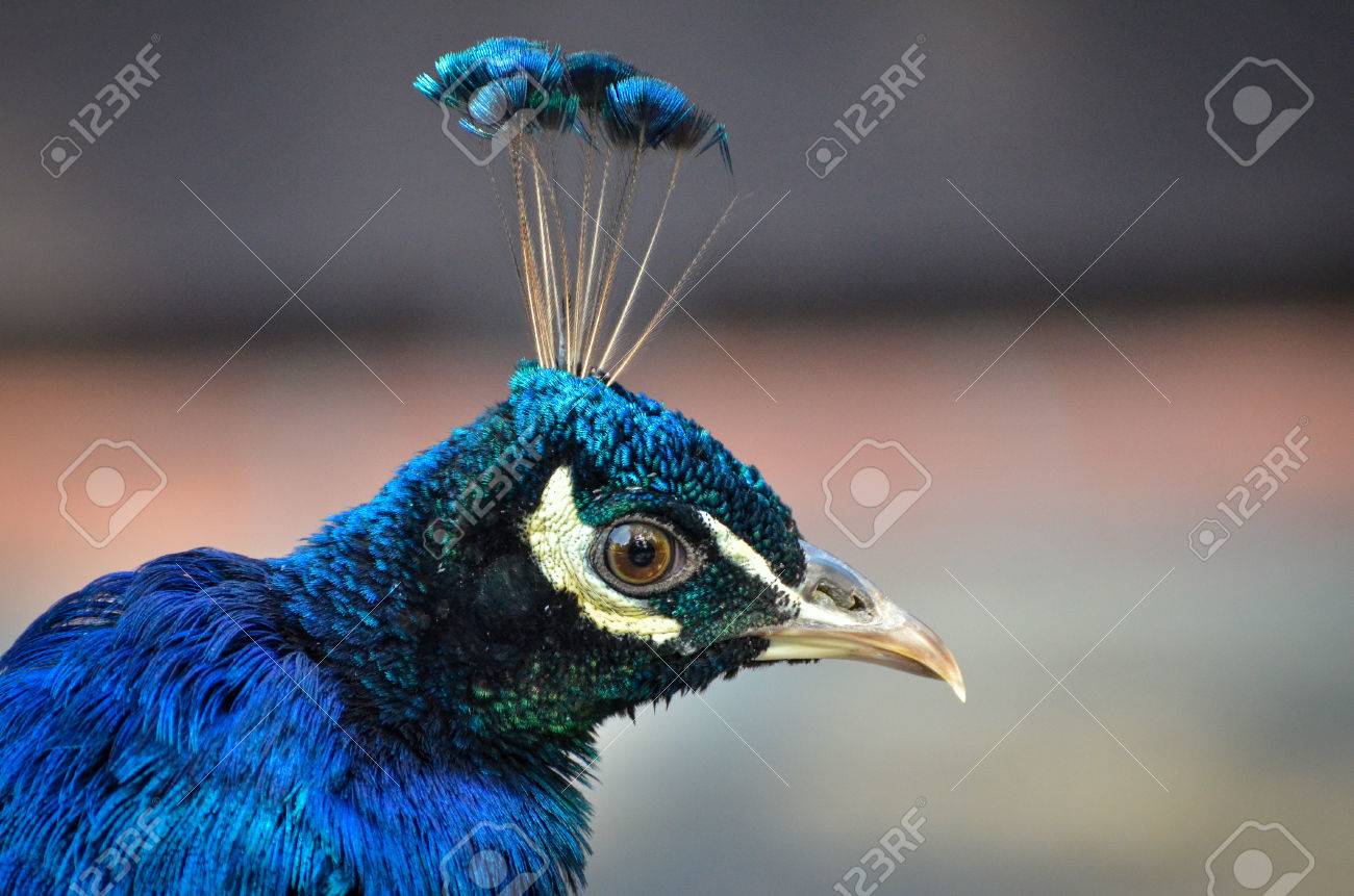 クジャクや孔雀の頭と羽 の写真素材 画像素材 Image