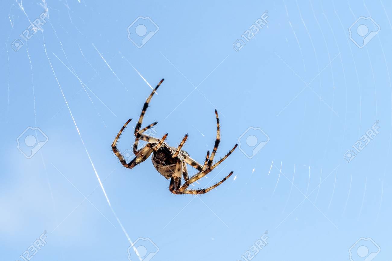 クモ Araneus Diadematus クロス庭のクモの巣のくもを実行します クロスのクモの Web 島 Silba クロアチアの狩りです の写真素材 画像素材 Image クモ Araneus Diadematus クロス庭のクモの巣のくもを実行します クロスのクモの Web 島 Silba クロアチアの狩りです の写真素材 画像素材 Image