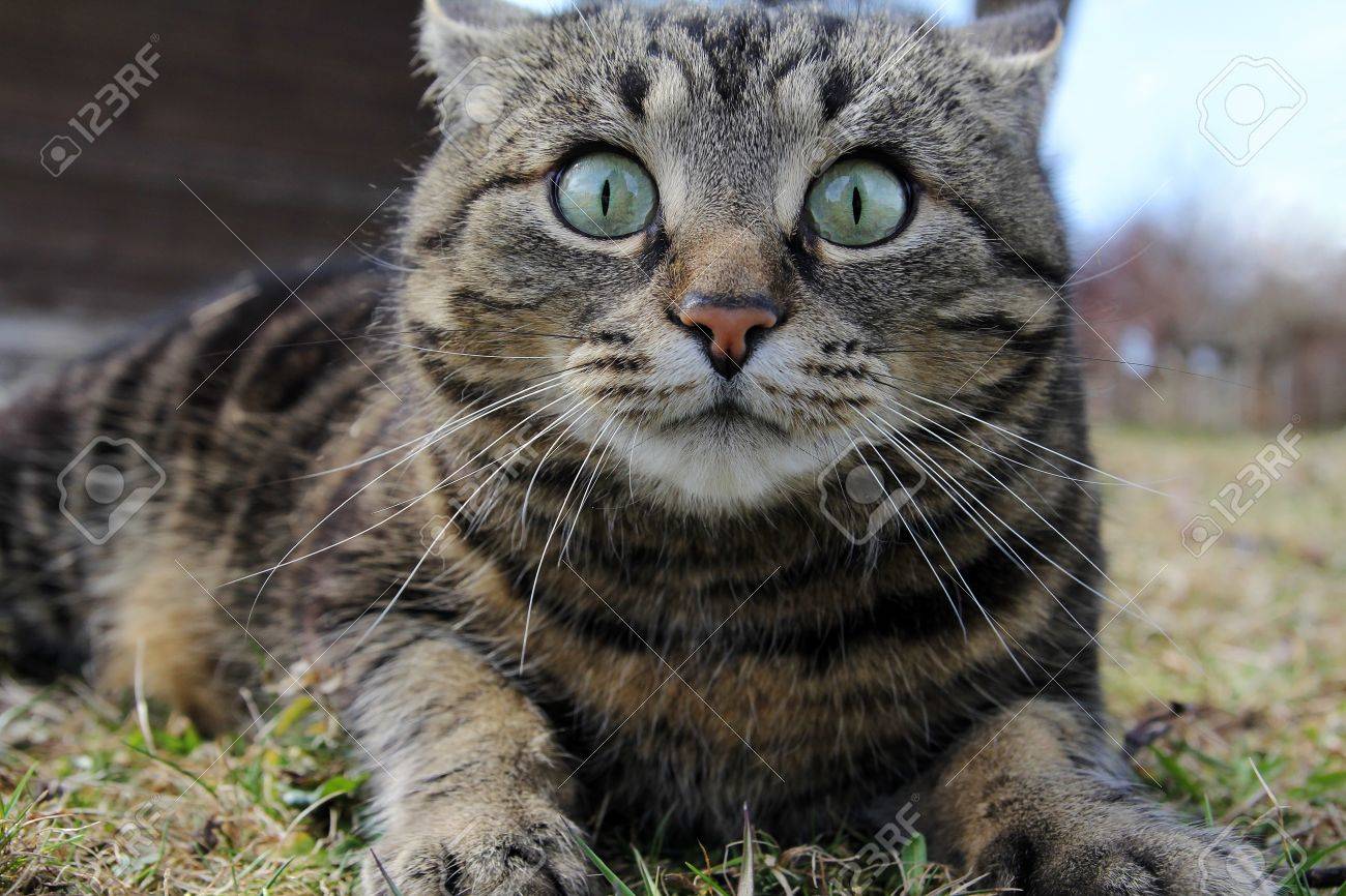 大きな猫の目から見て完全にびっくり の写真素材 画像素材 Image