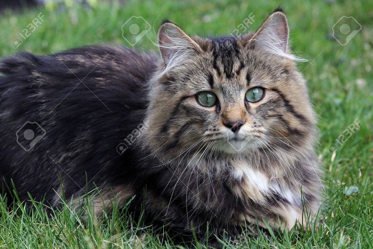Un Chat Jolie Jeune Norvegien Banque D Images Et Photos Libres De Droits Image Un Chat Jolie Jeune Norvegien Banque D Images Et Photos Libres De Droits Image