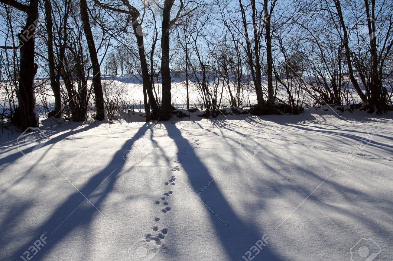 A Shadow on the Snow