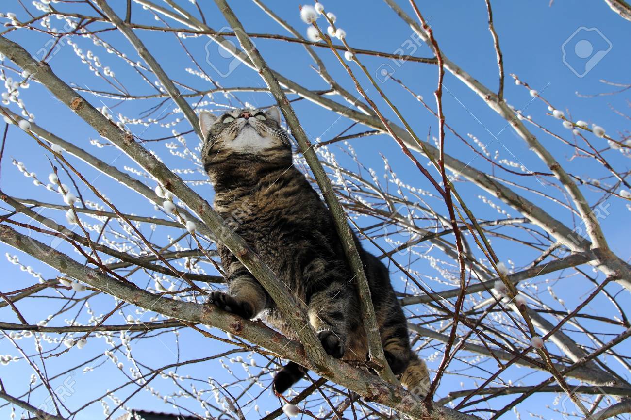Un Chat Perche Sur Un Arbre Banque D Images Et Photos Libres De Droits Image