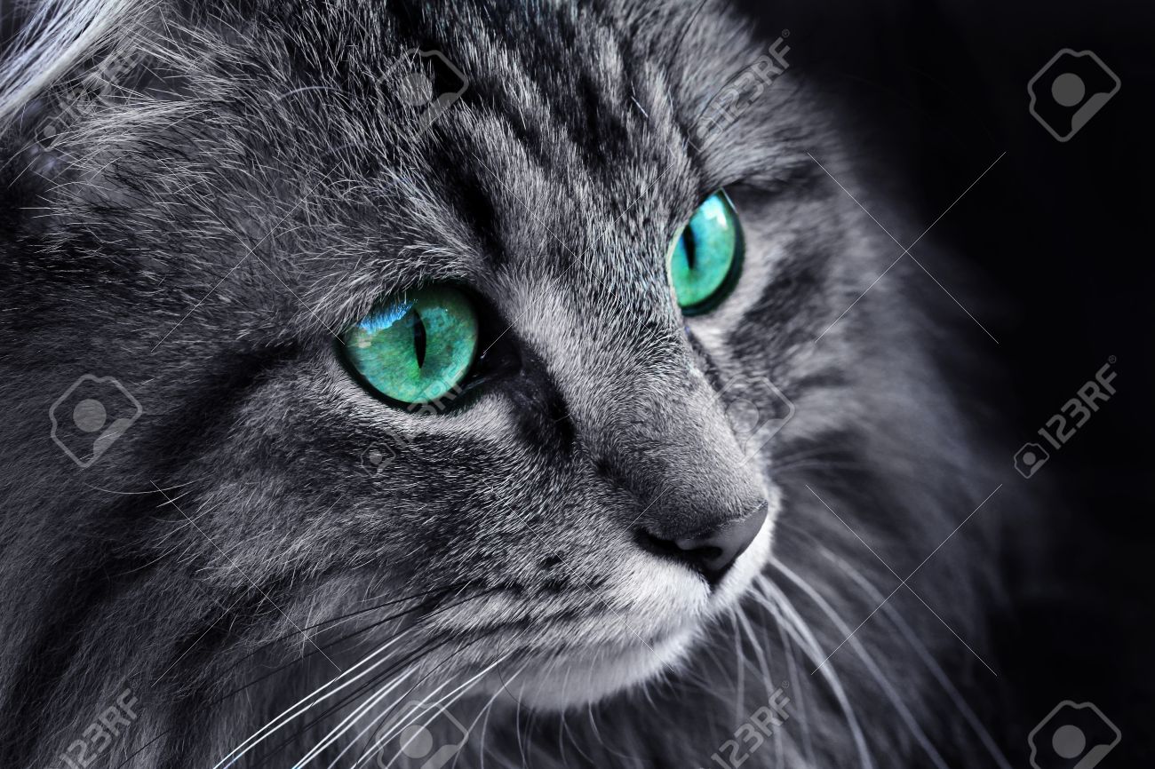 The Face Of A Norwegian Forest Cat With Turquoise Eyesの写真素材