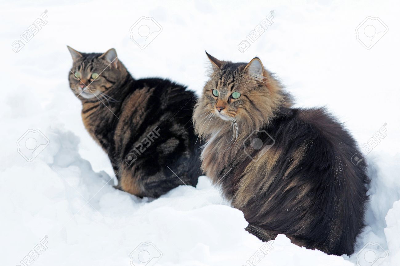 Two cats sitting together in snow Curious