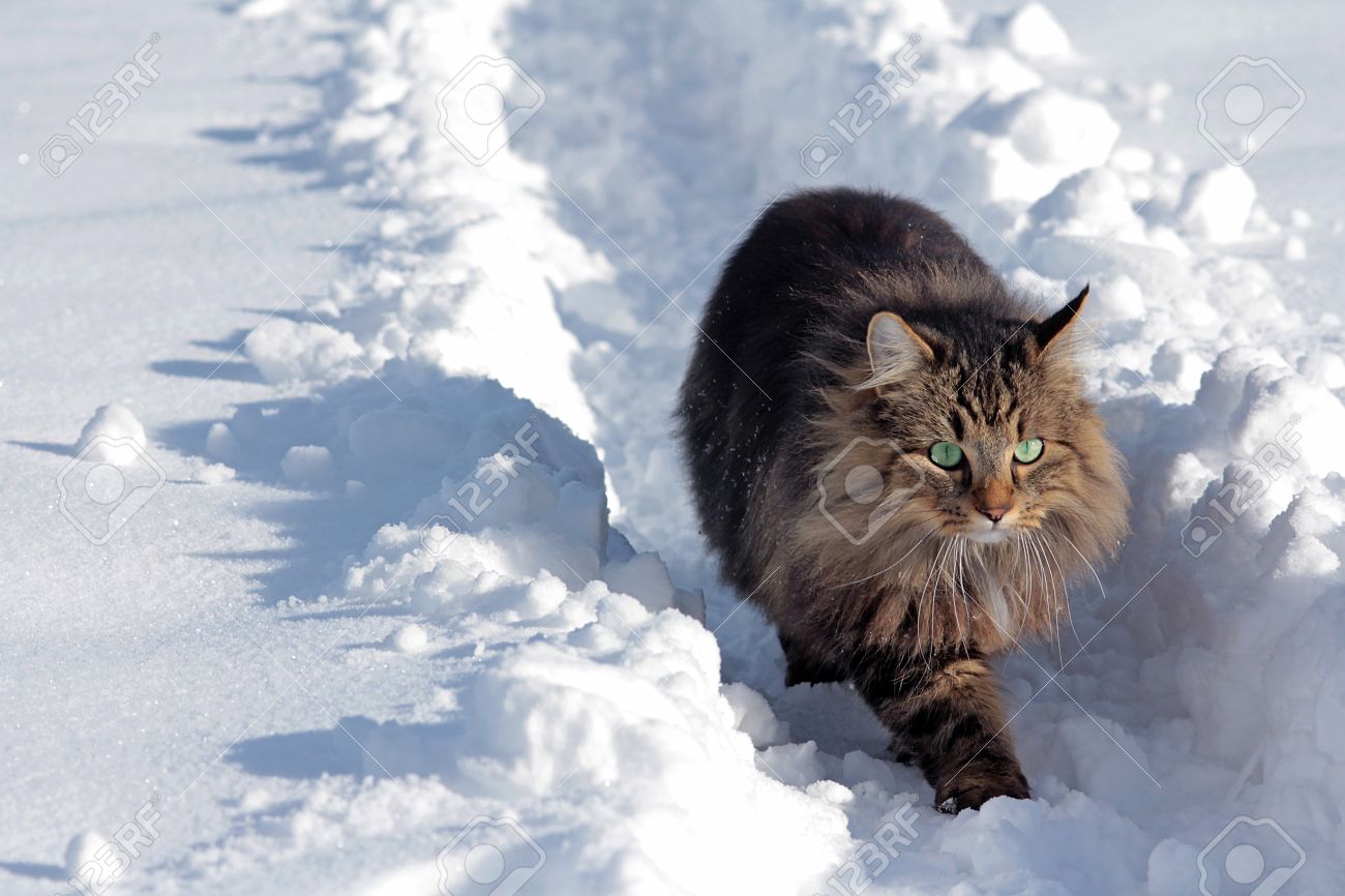 a young norwegian forest cat running through the snow stock photo