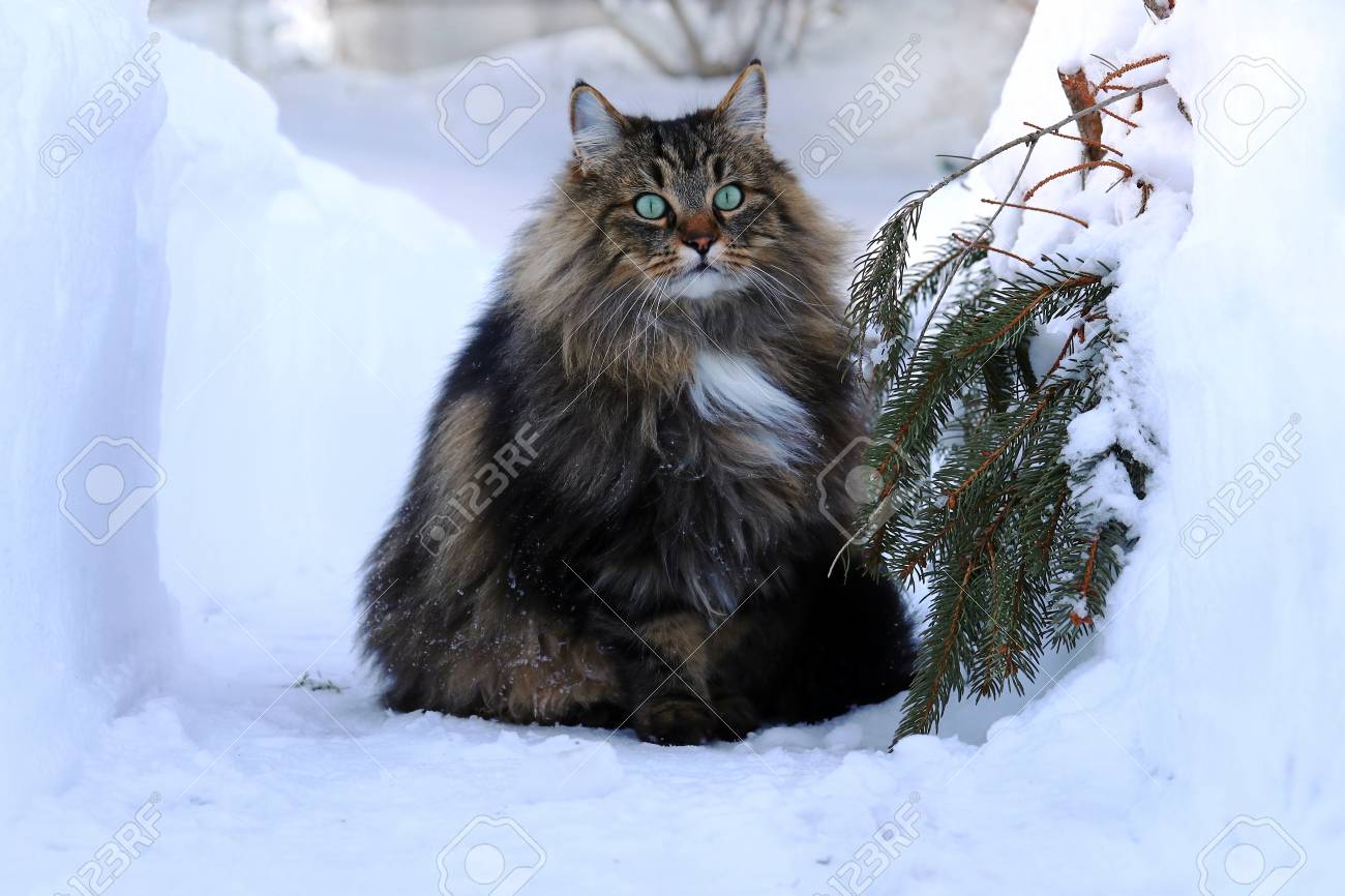 A Norwegian Forest Cat Outdoors In The Winter In The High Snow Stock Photo Picture And Royalty Free Image Image 95453298