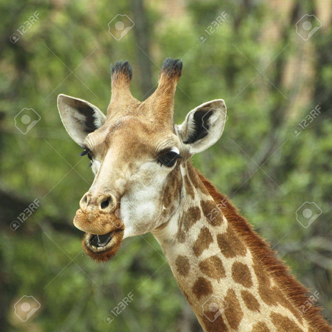 Color Portrait Of South African Giraffe (Giraffa Camelopardalis)の