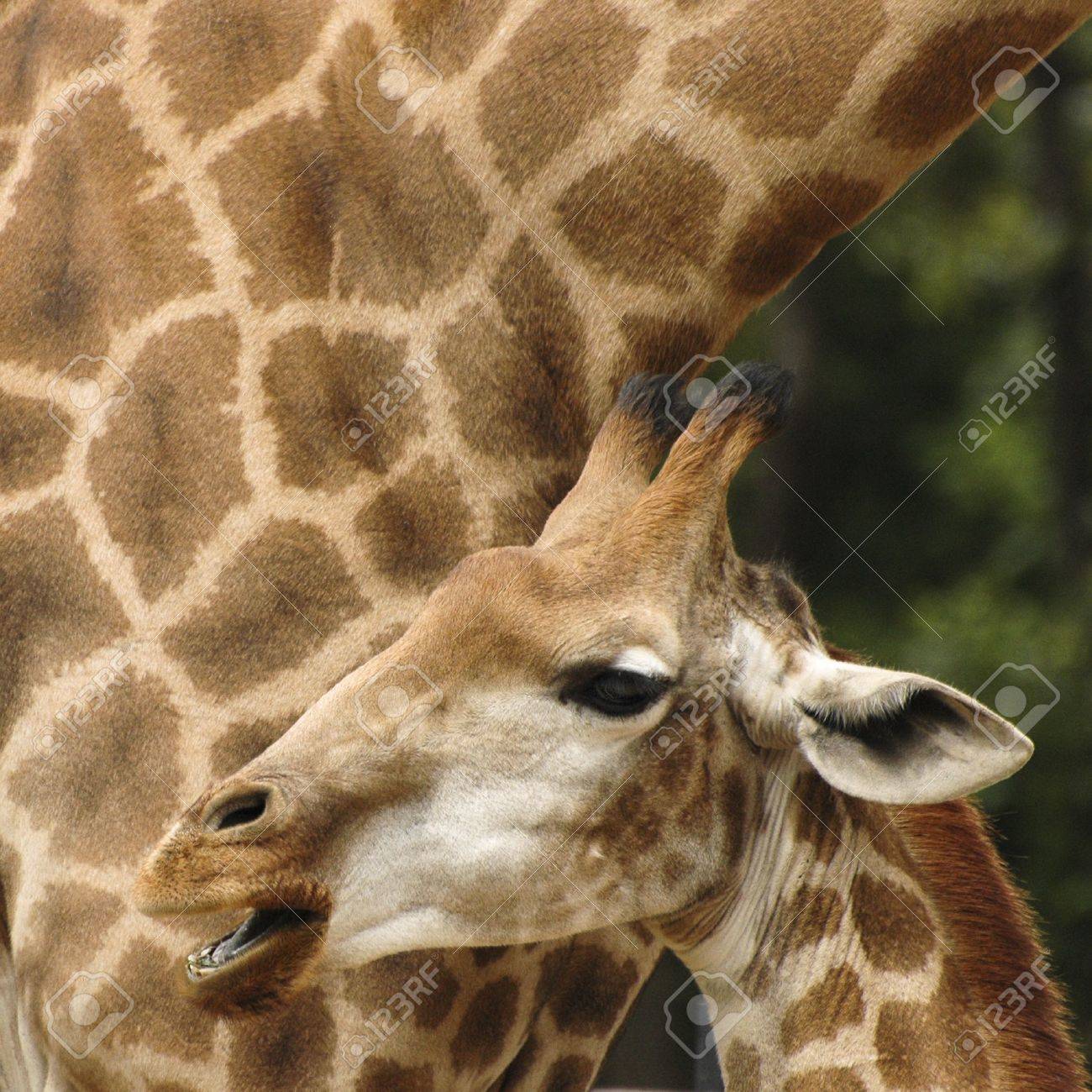 Color Portrait Of South African Giraffe (Giraffa Camelopardalis)の