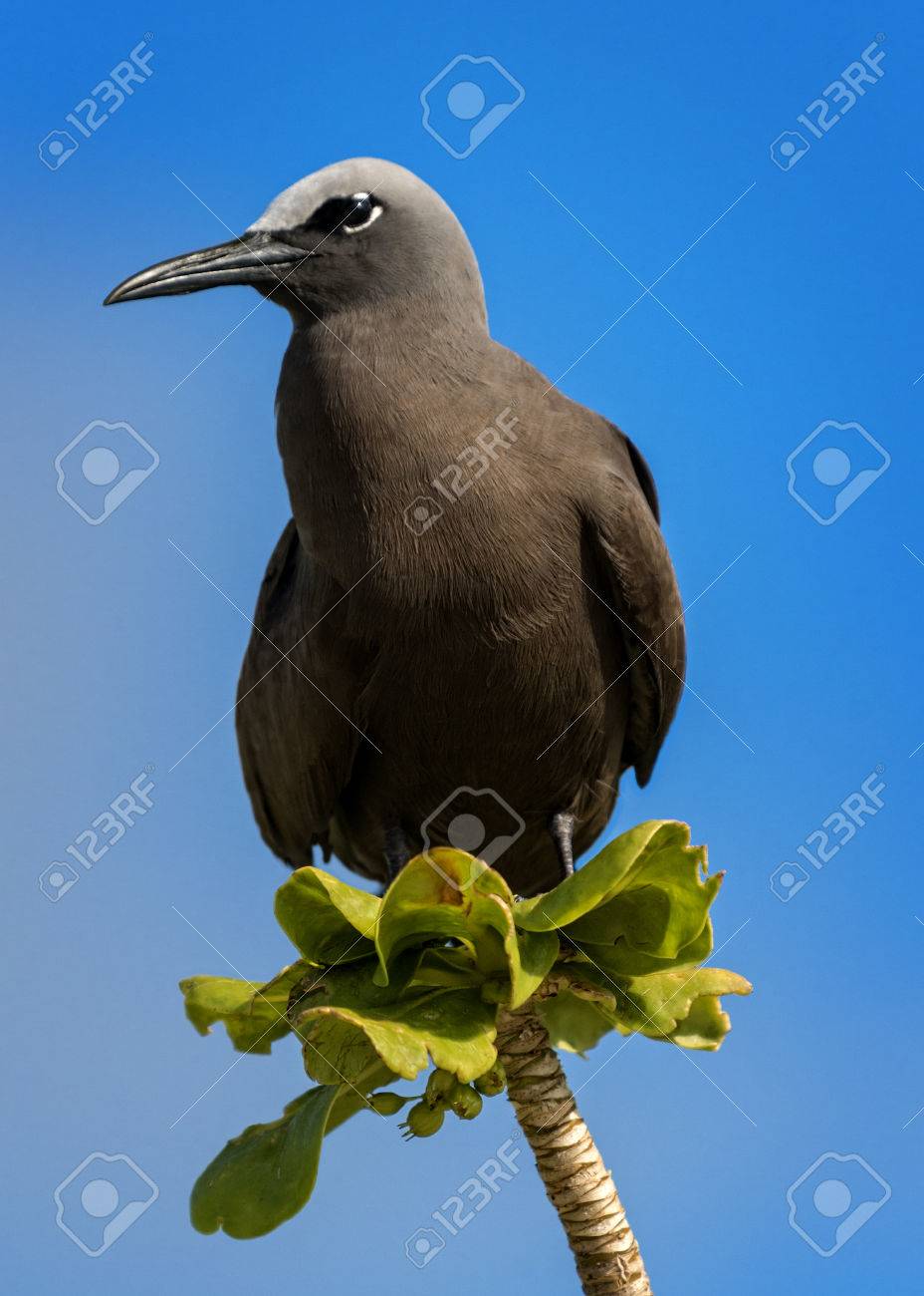 木の枝 バード島 セーシェルに座ってブラウン ノディまたは共通ノディ Anous Stolidus の写真素材 画像素材 Image