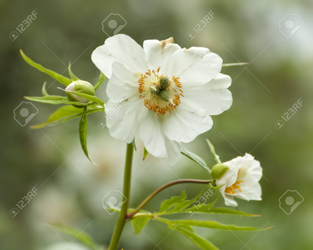 ヒマラヤ牡丹芍薬 Emodi 晩春 キュー ガーデン ロンドン イギリス の写真素材 画像素材 Image