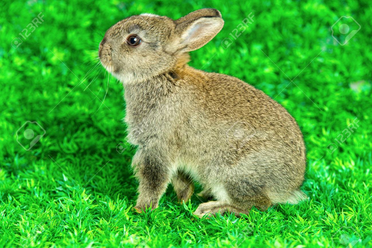 かわいい小さなブラウン バニーを踏んで草 の写真素材 画像素材