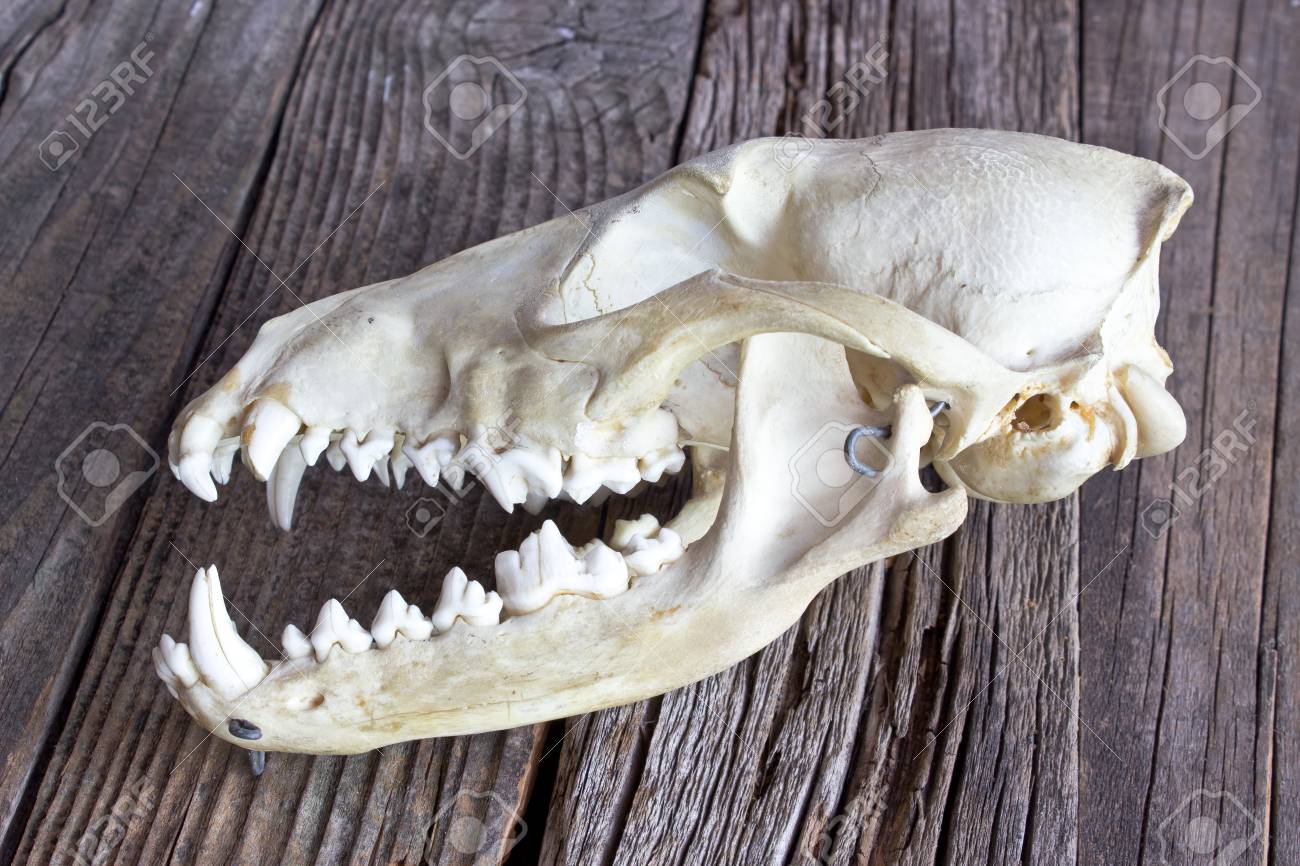 Dog Skull On Wooden Background Stock Photo, Picture and Royalty Free Image.  Image 44102279., image size:1300x866
