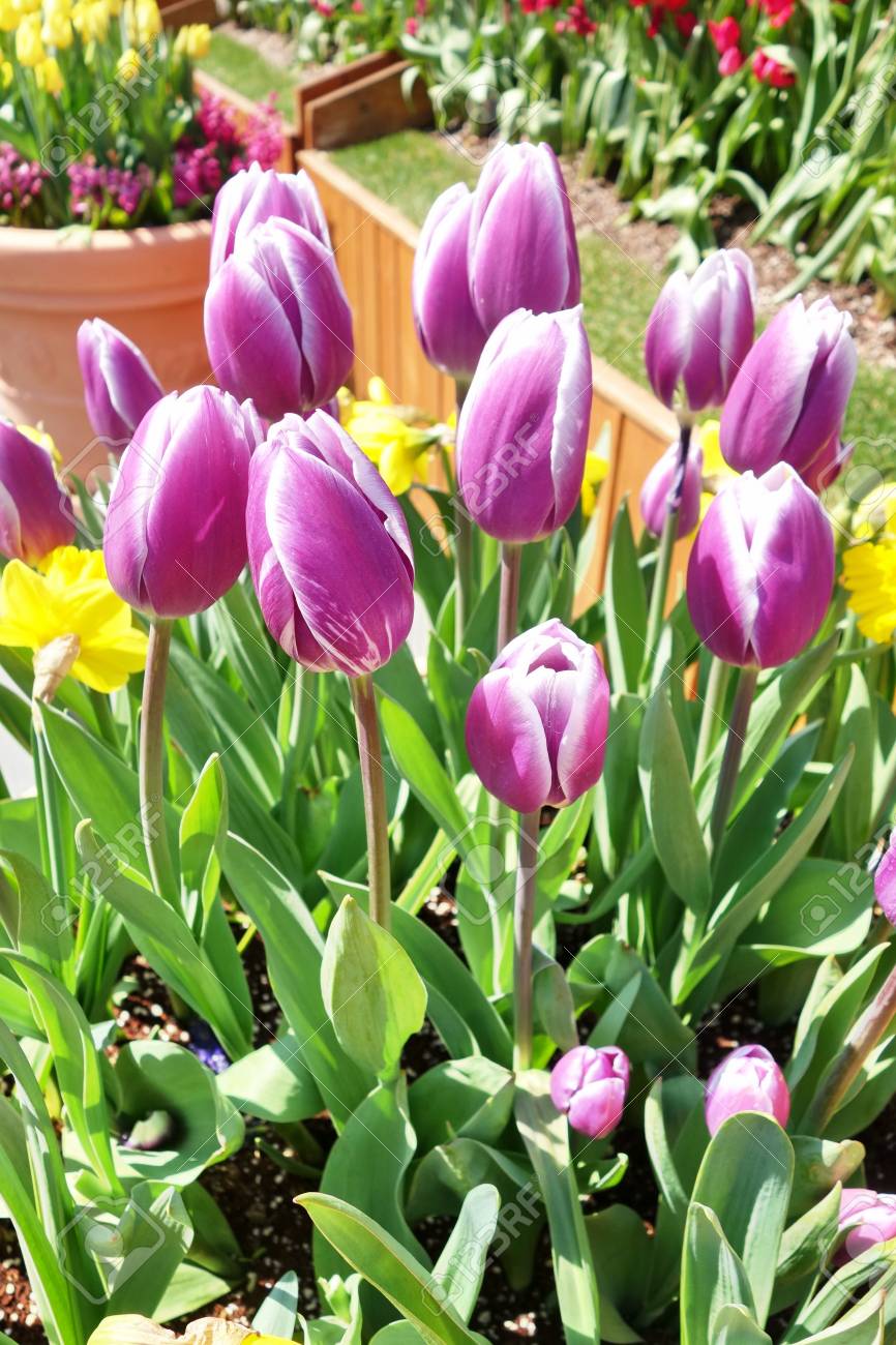 紫チューリップ茎屋外 の写真素材 画像素材 Image