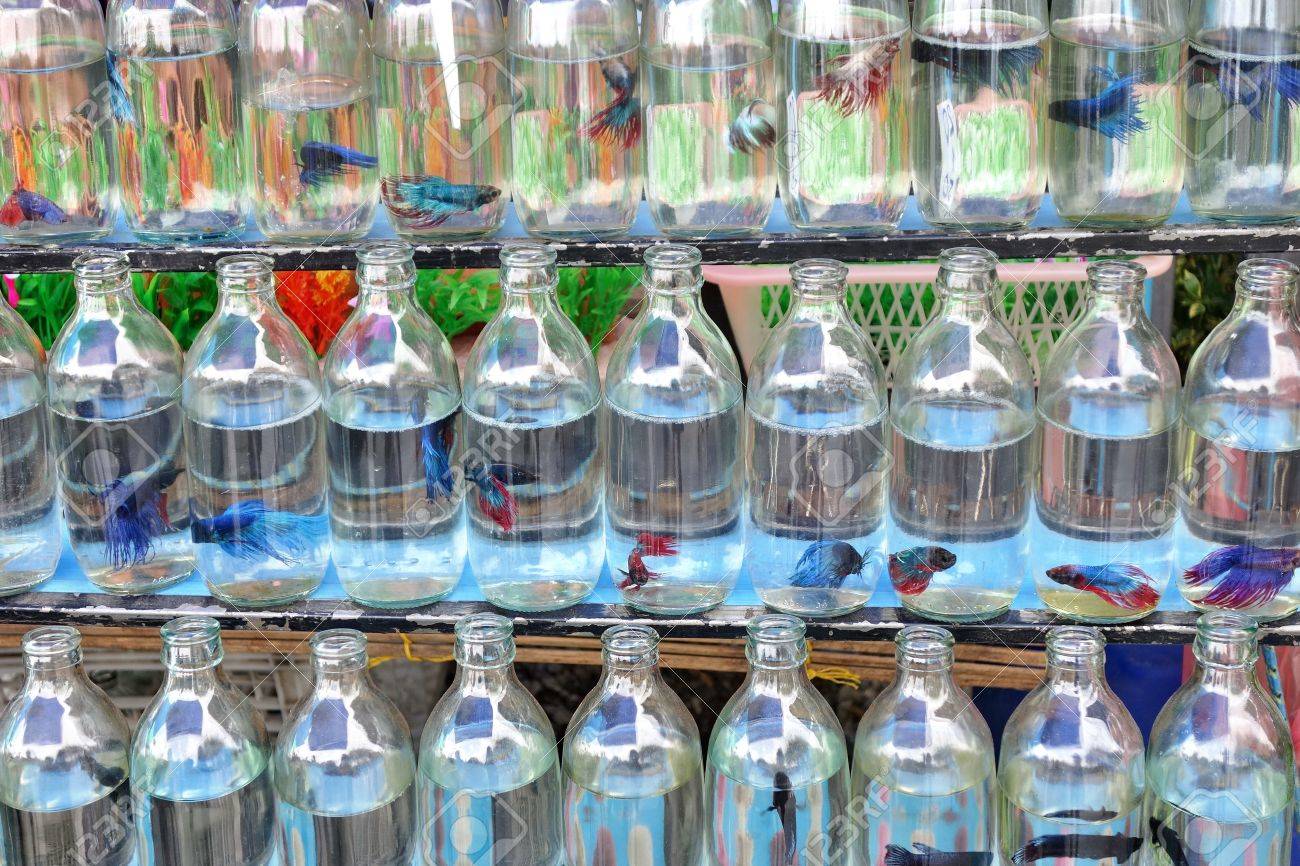 betta fish in bottle