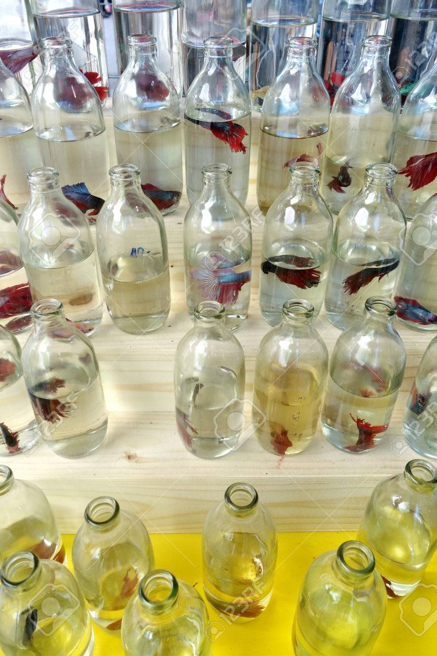 fighter fish in bottle