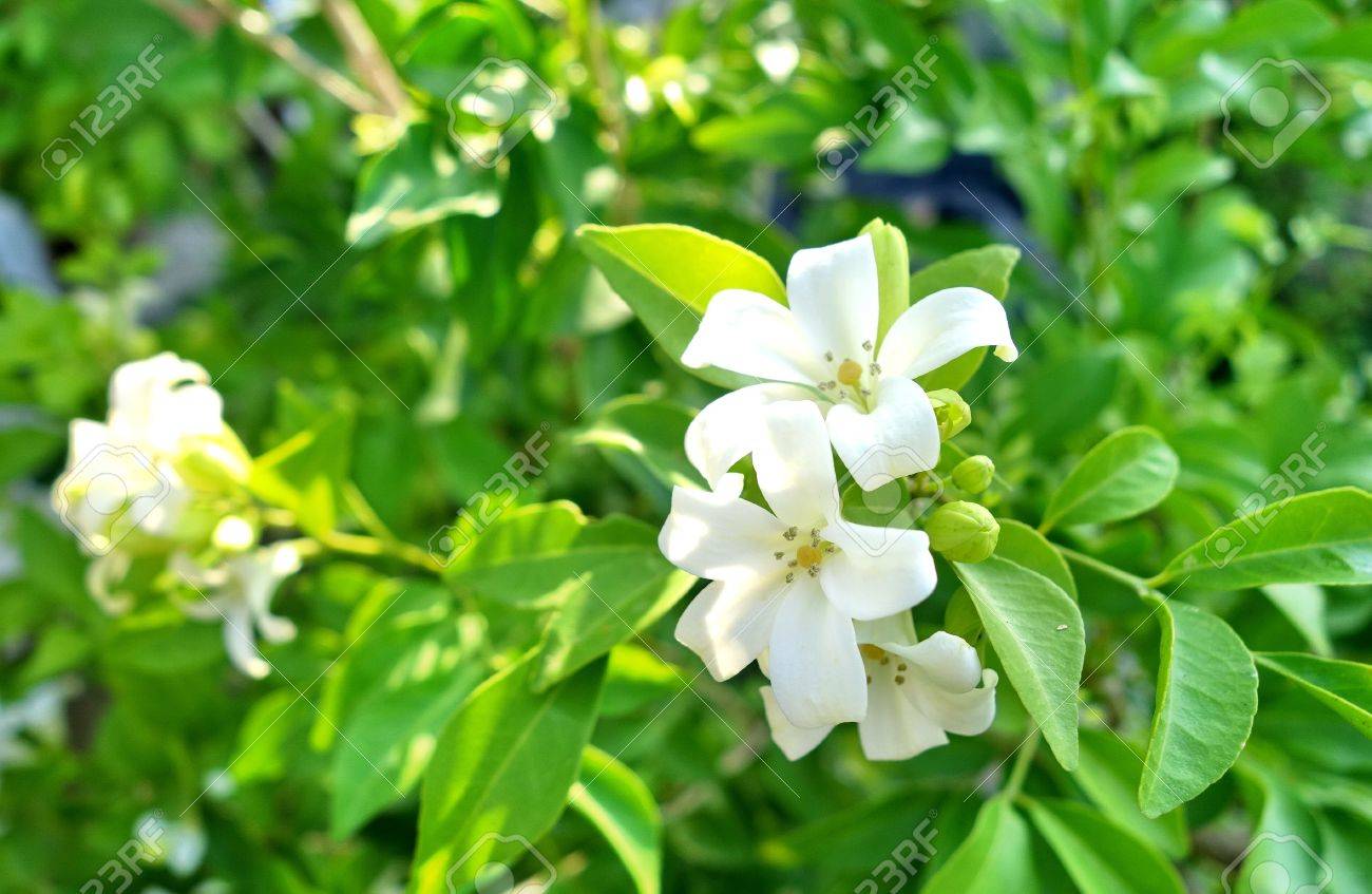 orange jessamine murraya paniculata