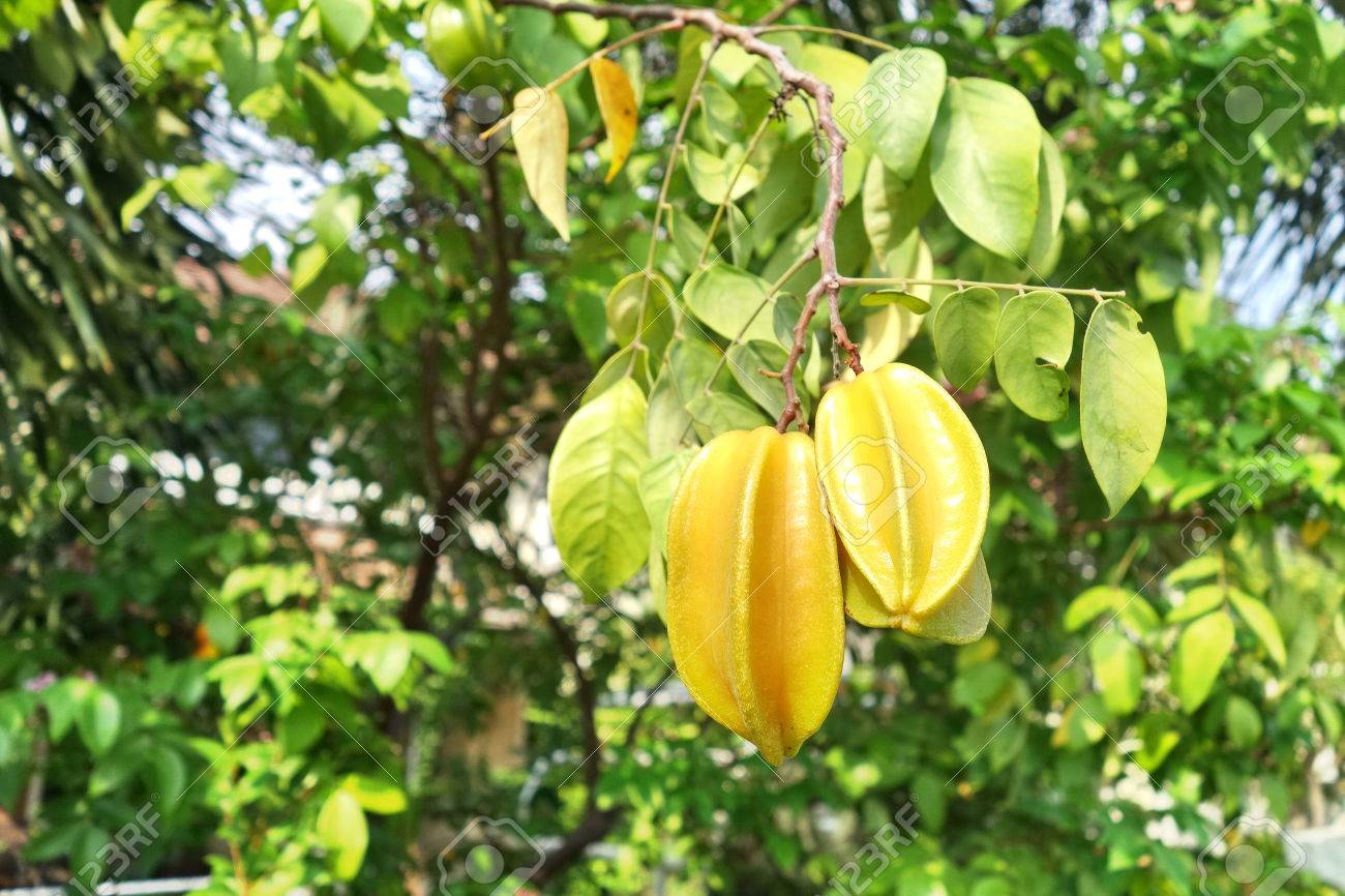 star apple tree carambola tree averrhoa carambola tropical carambola