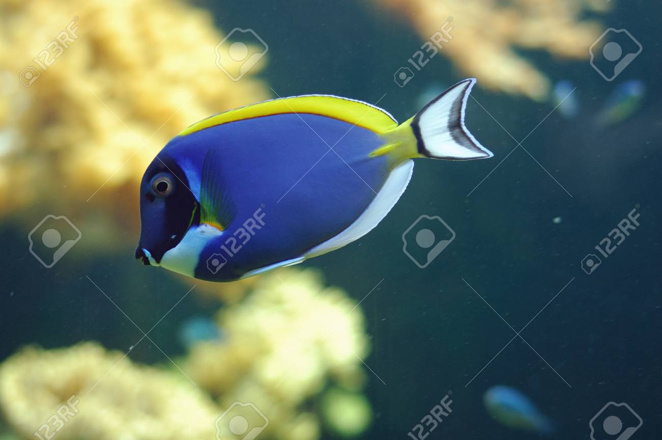 Blue Fish Swimming Stock Photo Picture And Royalty Free Image Image Blue Fish Swimming Stock Photo Picture And Royalty Free Image Image