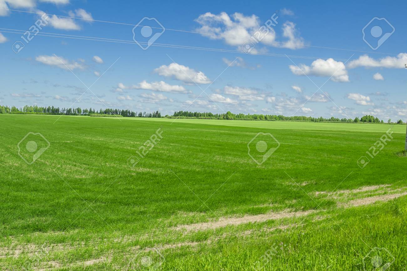 Siberian Summer