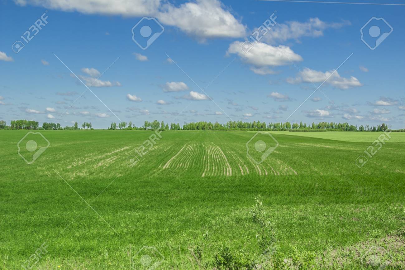 Siberian Summer