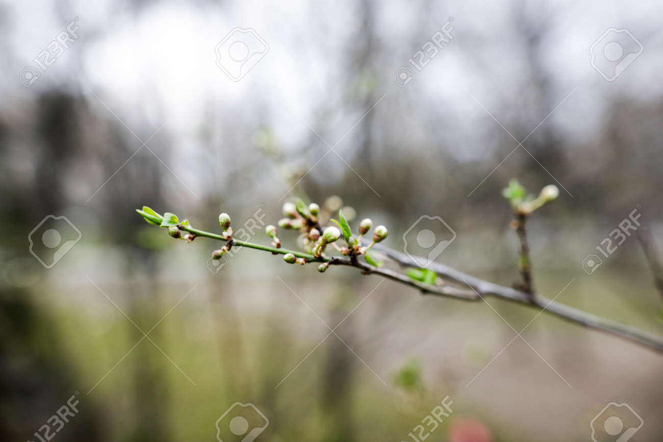 Shallow depth of field (selective focus) image with buds on a tree branch during a spring evening. - 166984788 Shallow depth of field (selective focus) image with buds on a tree branch during a spring evening. - 166984788