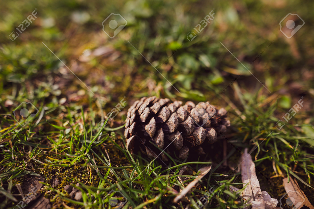 Shallow depth of field (selective focus) image with a pine cone on the grass in a forest. - 166984567 Shallow depth of field (selective focus) image with a pine cone on the grass in a forest. - 166984567