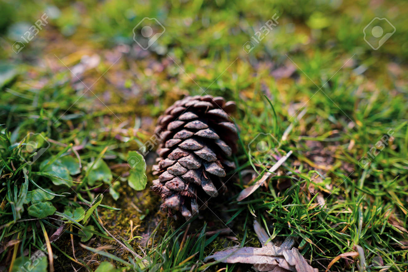 Shallow depth of field (selective focus) image with a pine cone on the grass in a forest. - 166984771 Shallow depth of field (selective focus) image with a pine cone on the grass in a forest. - 166984771
