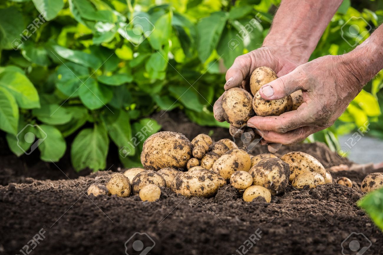Hands harvesting fresh organic potatoes from soil - 29684522 Hands harvesting fresh organic potatoes from soil - 29684522
