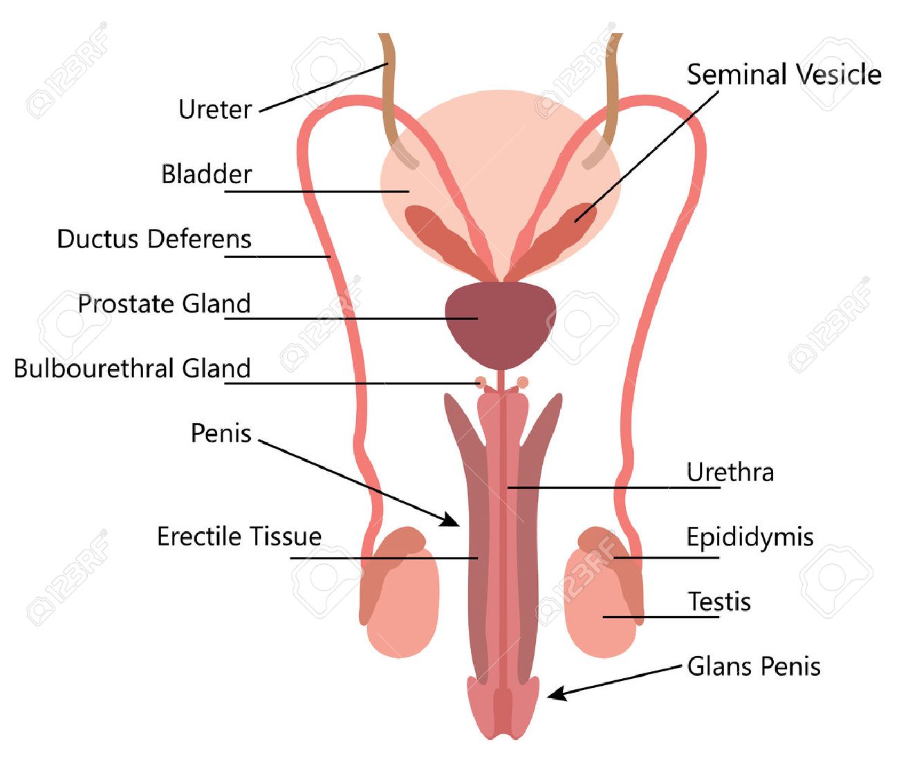 60824901 Sistema Reproductor Masculino Diagrama Vectorial Sobre Fondo Blanco Foto De Archi Reproductive System Reproductive System Lesson Human Anatomy Systems