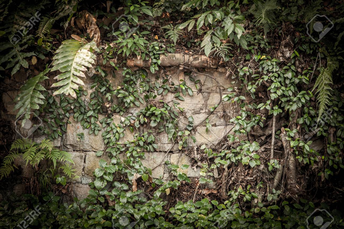 tropical rainforest background with roots and leaves stock photo