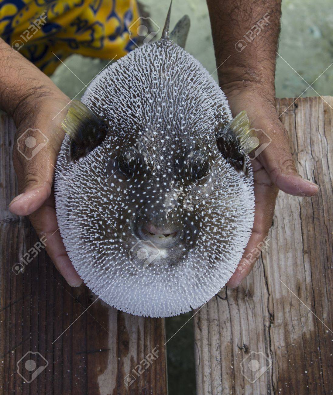 白い斑点のある魚を両手のクローズ アップ の写真素材 画像素材 Image