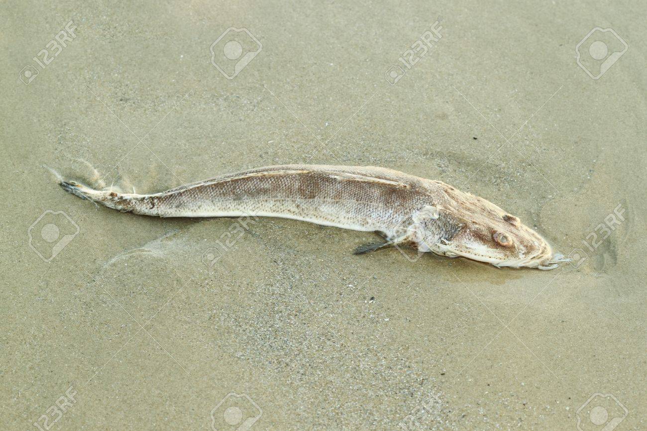 砂の中の腐った魚 の写真素材 画像素材 Image
