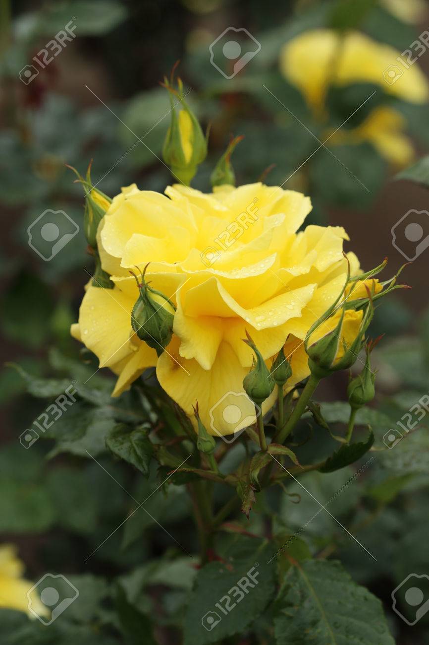 Yellow Rose Flower Plant With Water Drop Stock Photo, Picture and Royalty  Free Image. Image 28868403., image size:866x1300