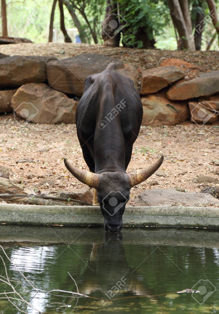 バッファロー動物園で水を食べる の写真素材 画像素材 Image バッファロー動物園で水を食べる の写真素材 画像素材 Image