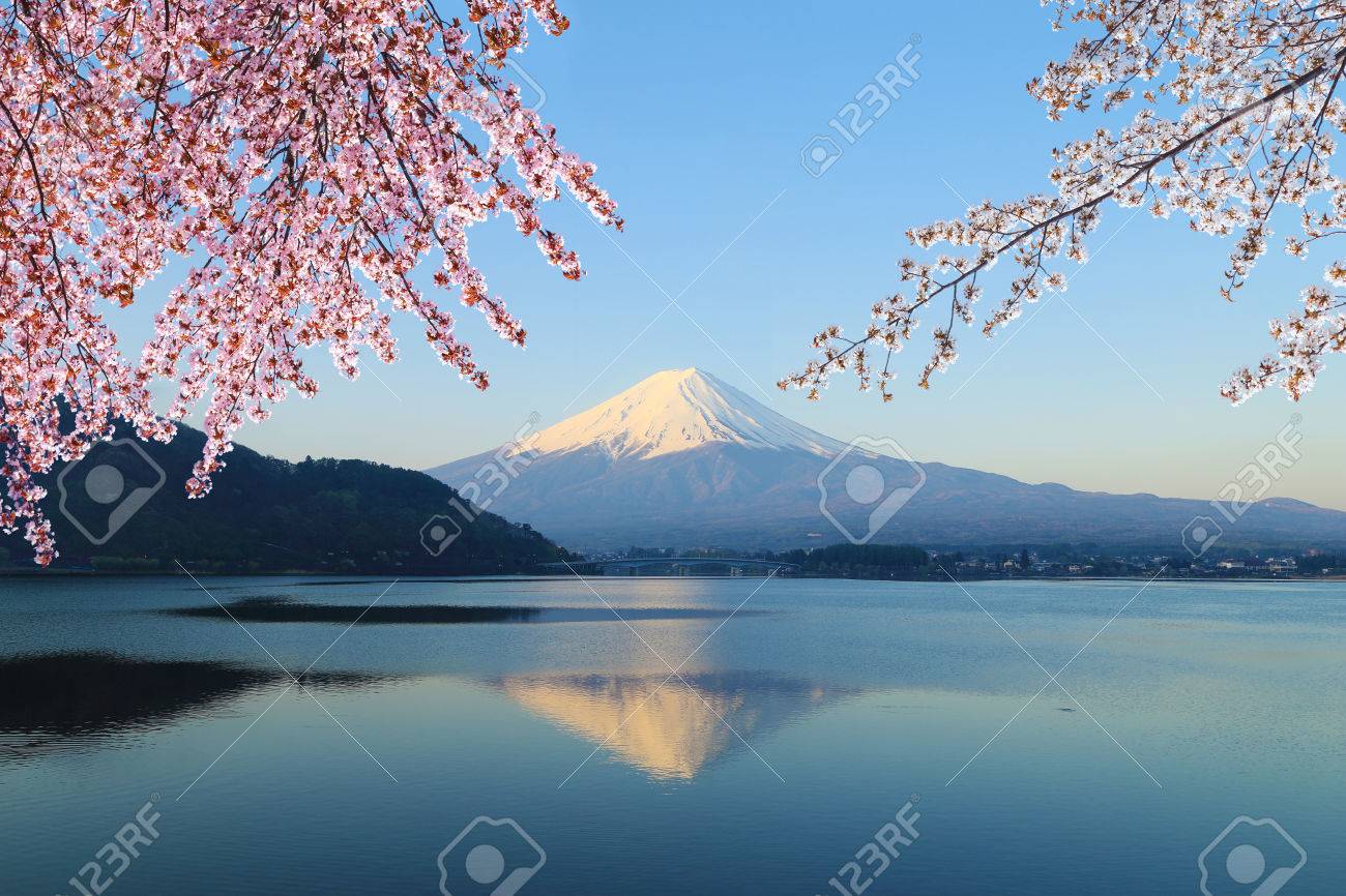 Mount Fuji with Cherry Blossom, view from Lake Kawaguchiko, Japan - 33328509 Mount Fuji with Cherry Blossom, view from Lake Kawaguchiko, Japan - 33328509