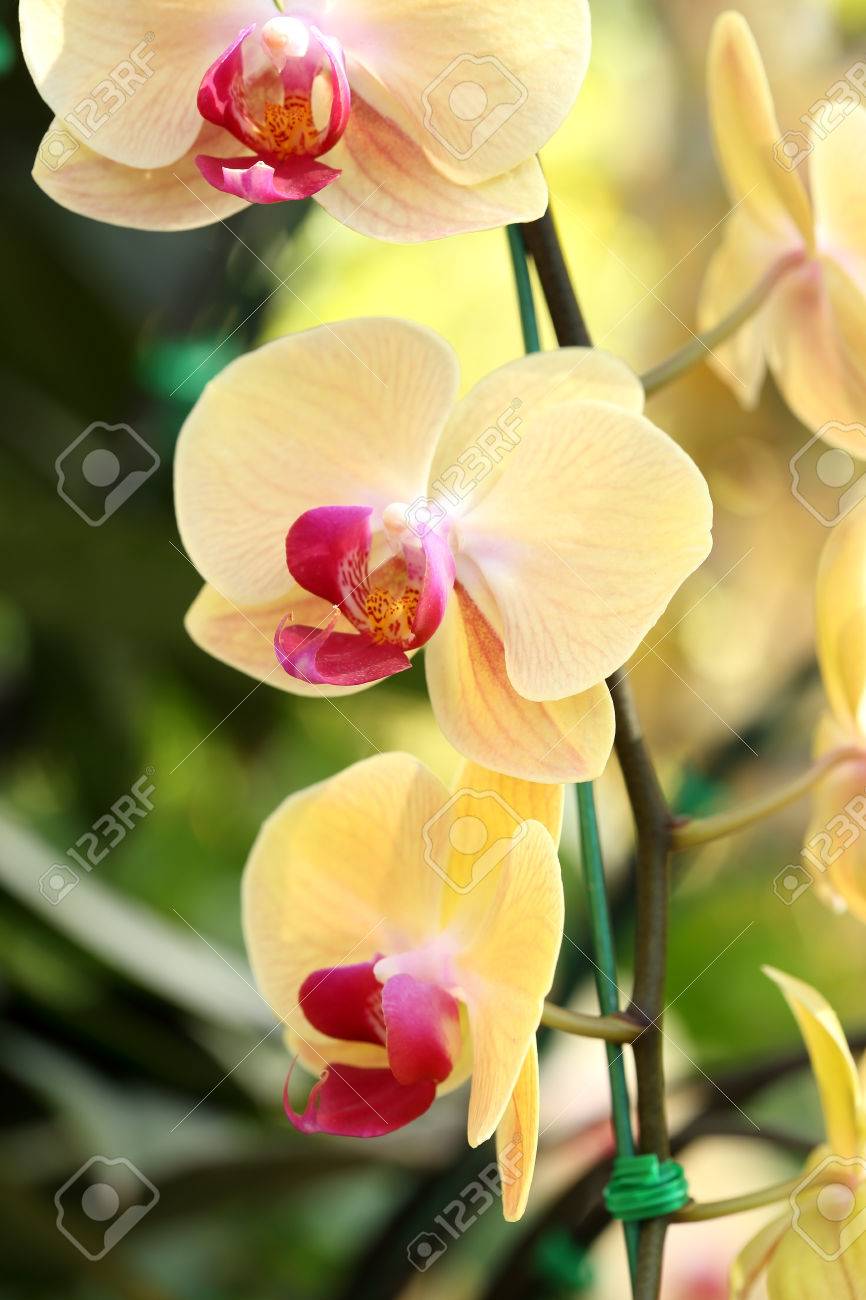 yellow phalaenopsis orchid in the orchid garden stock photo picture