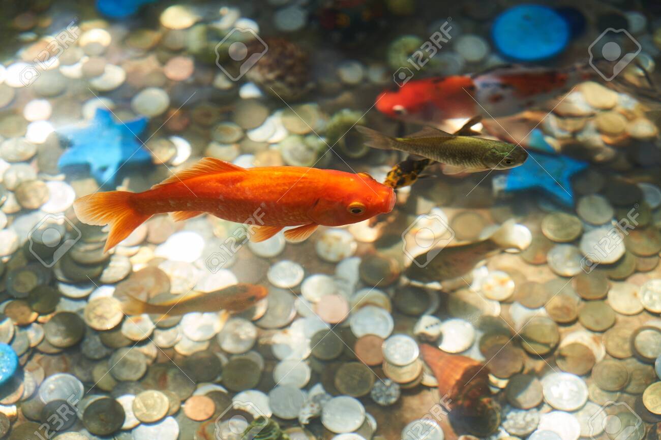 Goldfish casino slots free coins Goldfish casino slots free coins