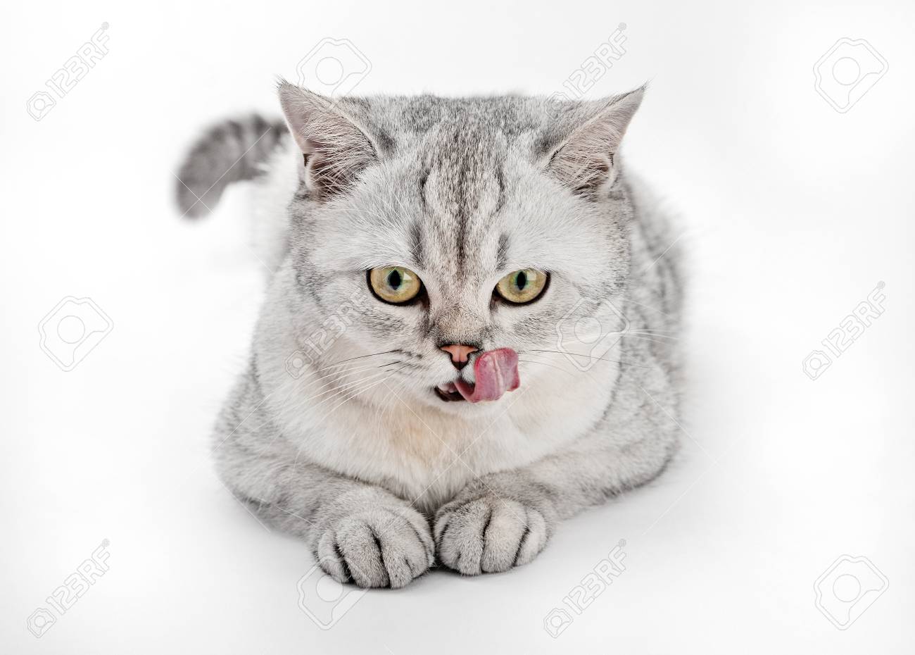 Gray British Shorthair Cat Is Licking Her Face In Front View