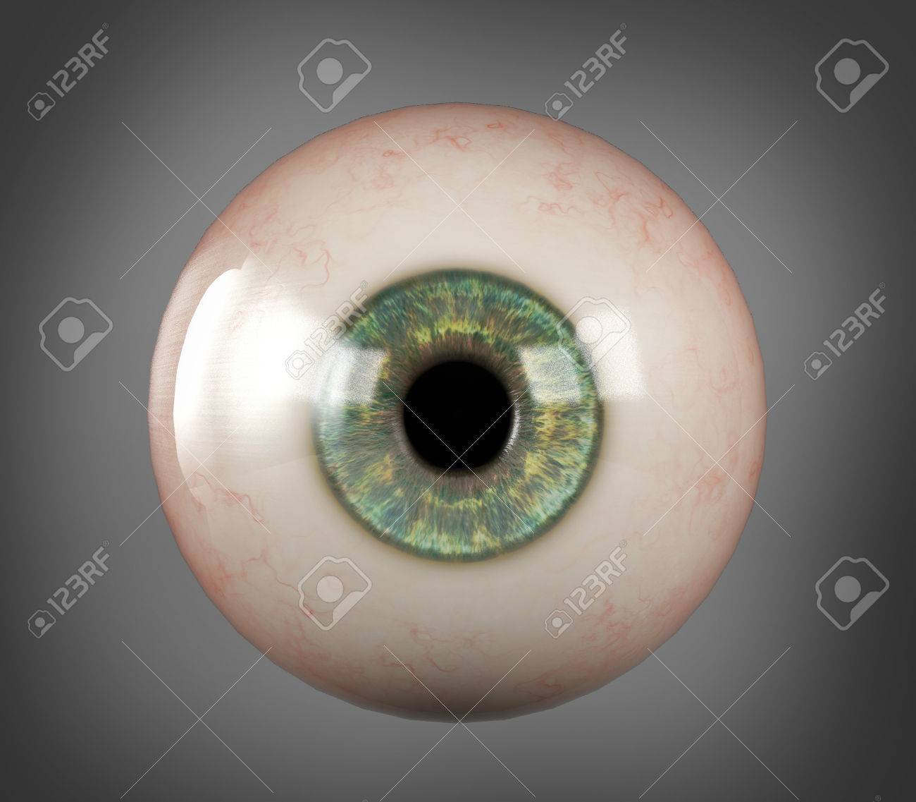 分離されたリアルな眼球青い虹彩瞳孔 の写真素材 画像素材 Image 5535