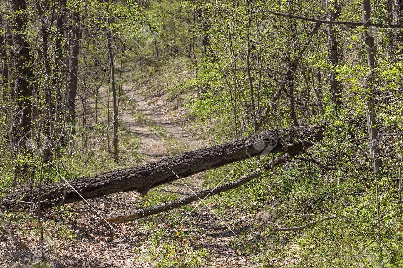 Arbre Tombe Traverse Le Sentier Dans La Foret Arbre Tombe Bloquant La Route De Terre Mise Au Point Selective Et Dof Peu Profond Banque D Images Et Photos Libres De Droits Image 41111621
